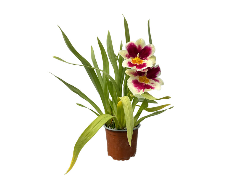 Miltoniopsis Limelight