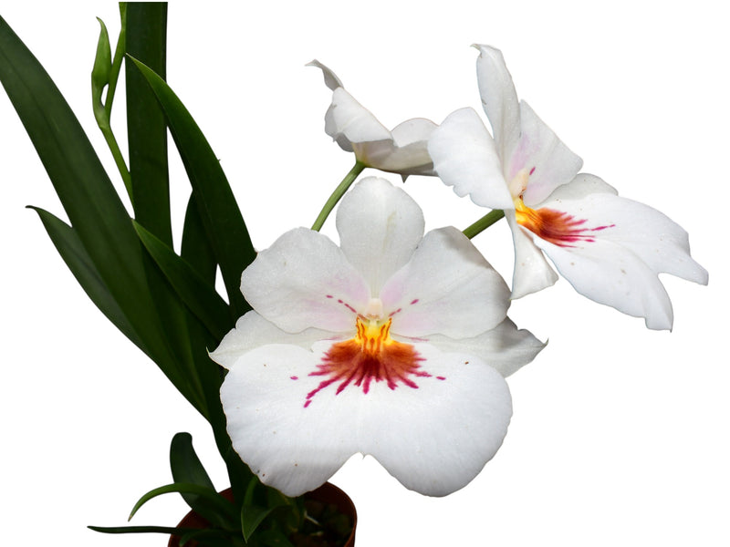 Miltoniopsis Reina del Cisne