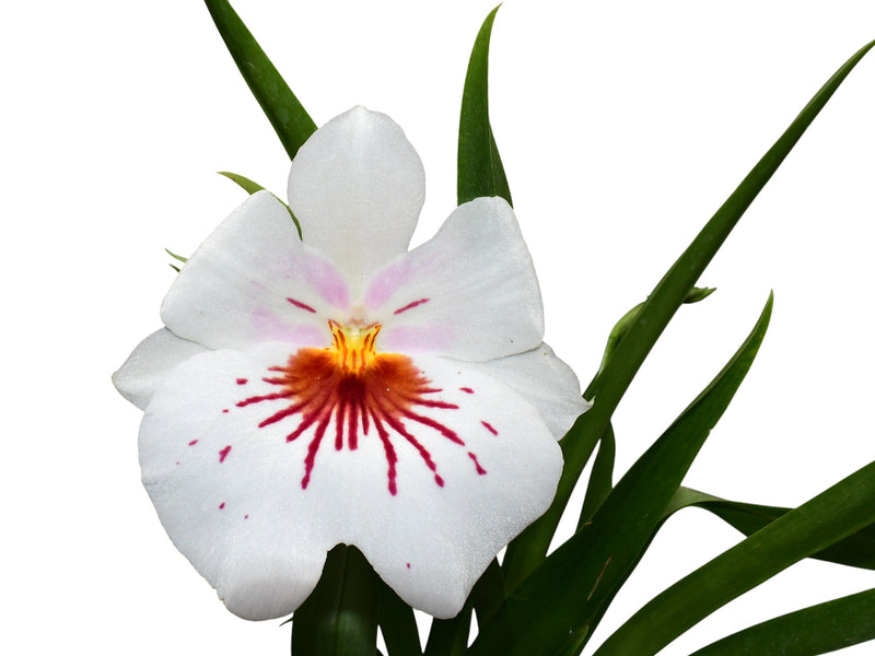 Miltoniopsis Reina del Cisne