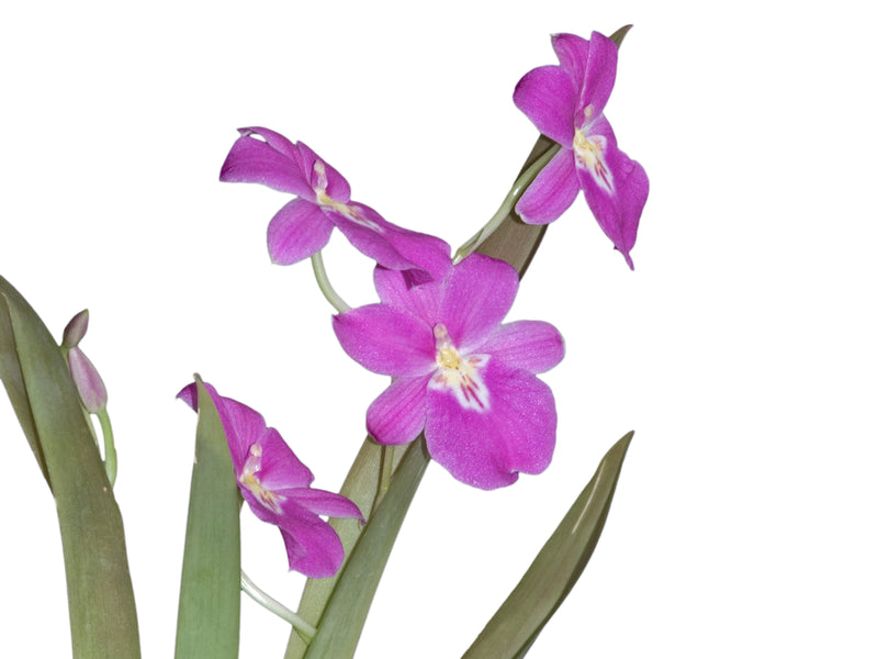 Miltoniopsis bismarkii