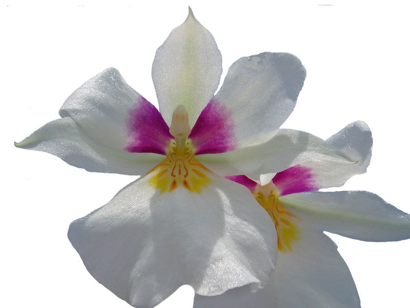 Miltoniopsis roezlii