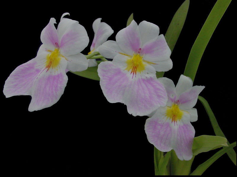 Miltoniopsis vexillaria