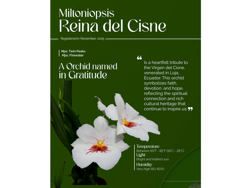 Miltoniopsis Reina del Cisne