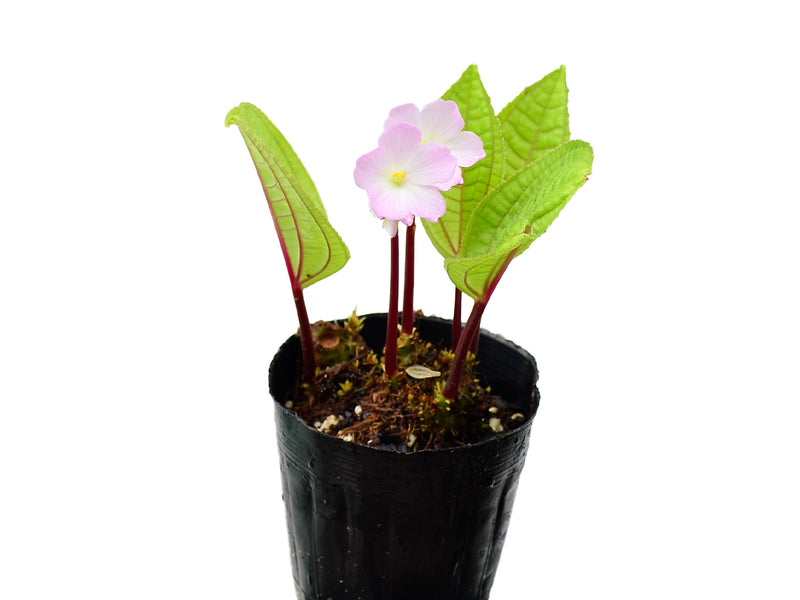 Monolena primuliflora