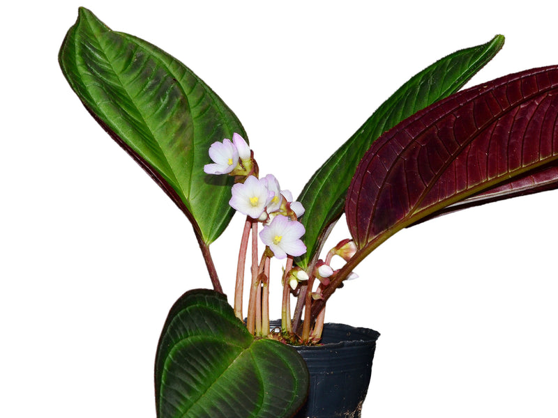 Monolena primuliflora