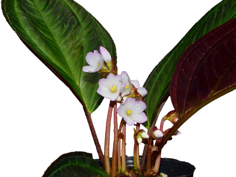 Monolena primuliflora