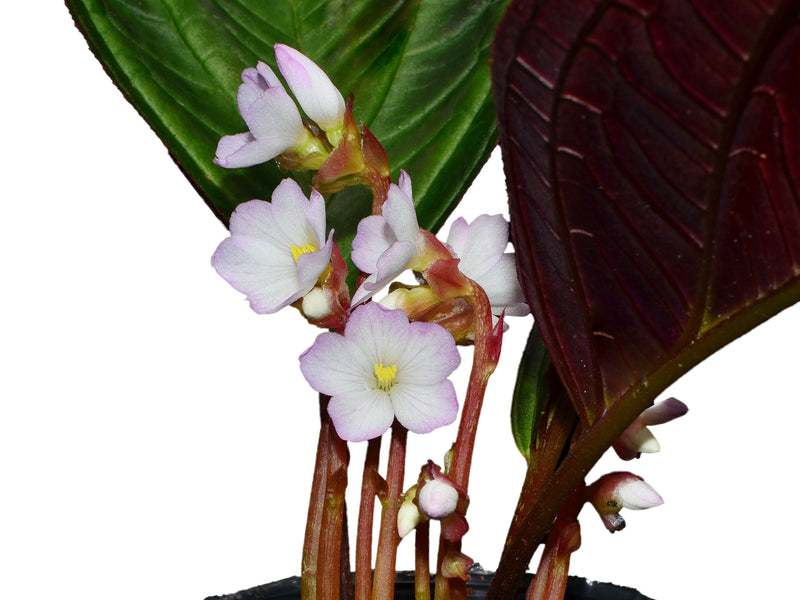 Monolena primuliflora