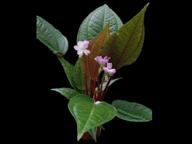 Monolena wendlandii 2