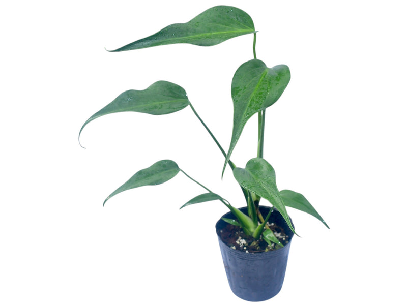 Monstera Burle Marx's Flame