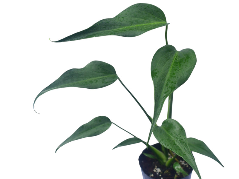 Monstera Burle Marx's Flame