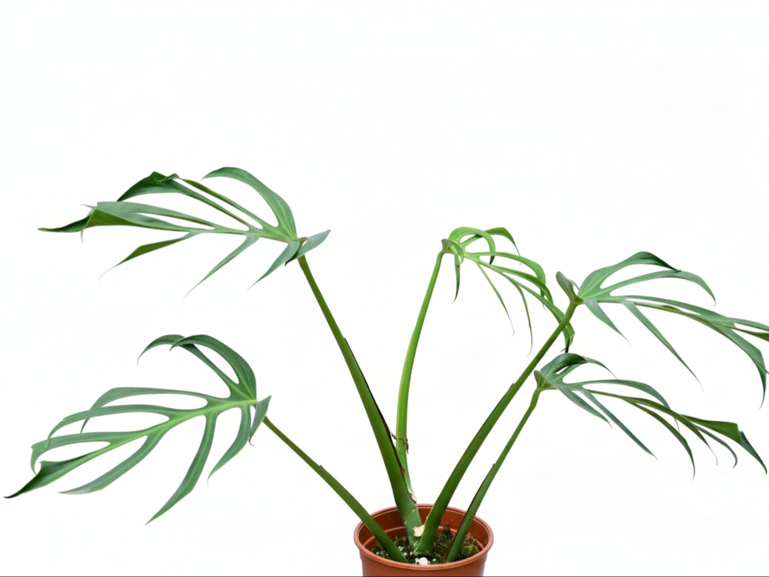 philodendron burle marx flame Monstera Burle Marx's Flame — Ecuagenera Orquídeas del Ecuador