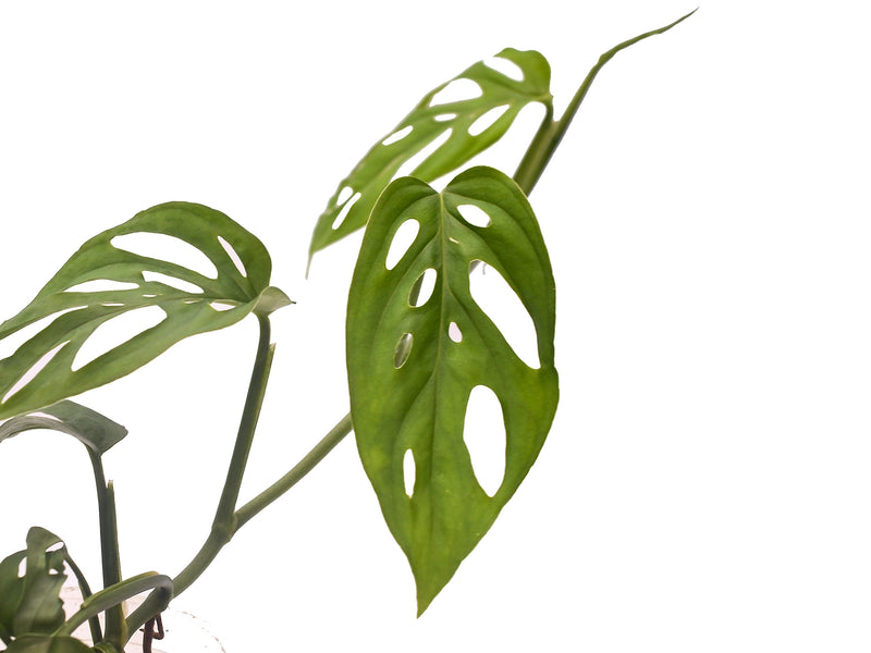 Monstera epipremnoides 'Esqueleto'