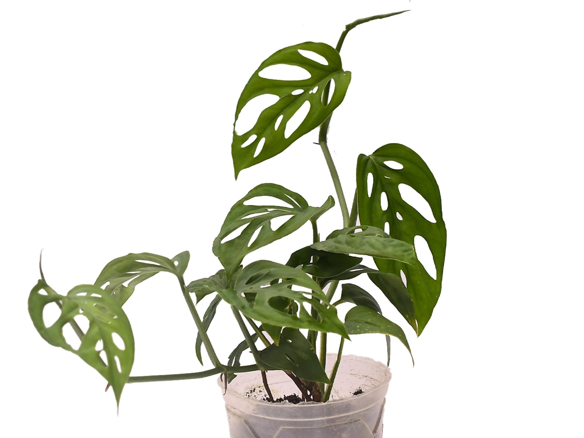 monstera esqueleto for sale Monstera epipremnoides 'Esqueleto' — Ecuagenera Orquídeas del Ecuador