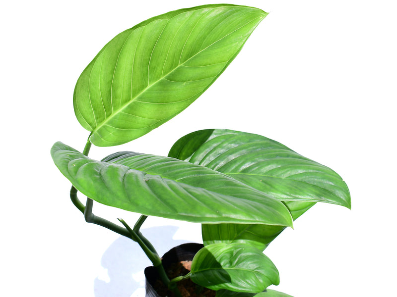 Monstera Limon