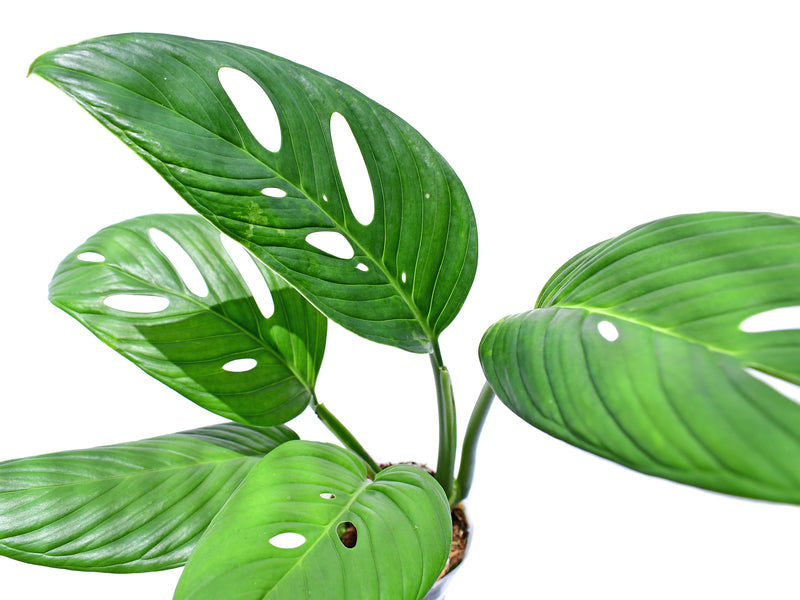 Monstera Limon