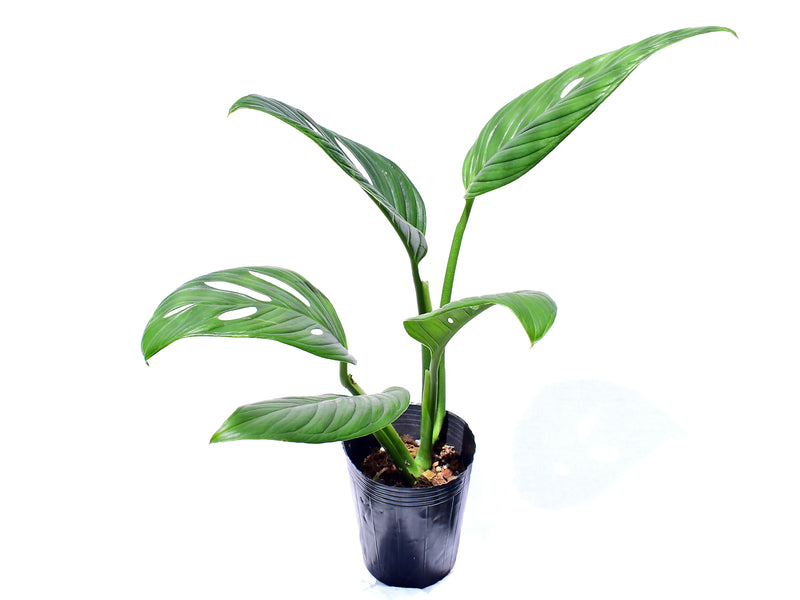 Monstera Limon
