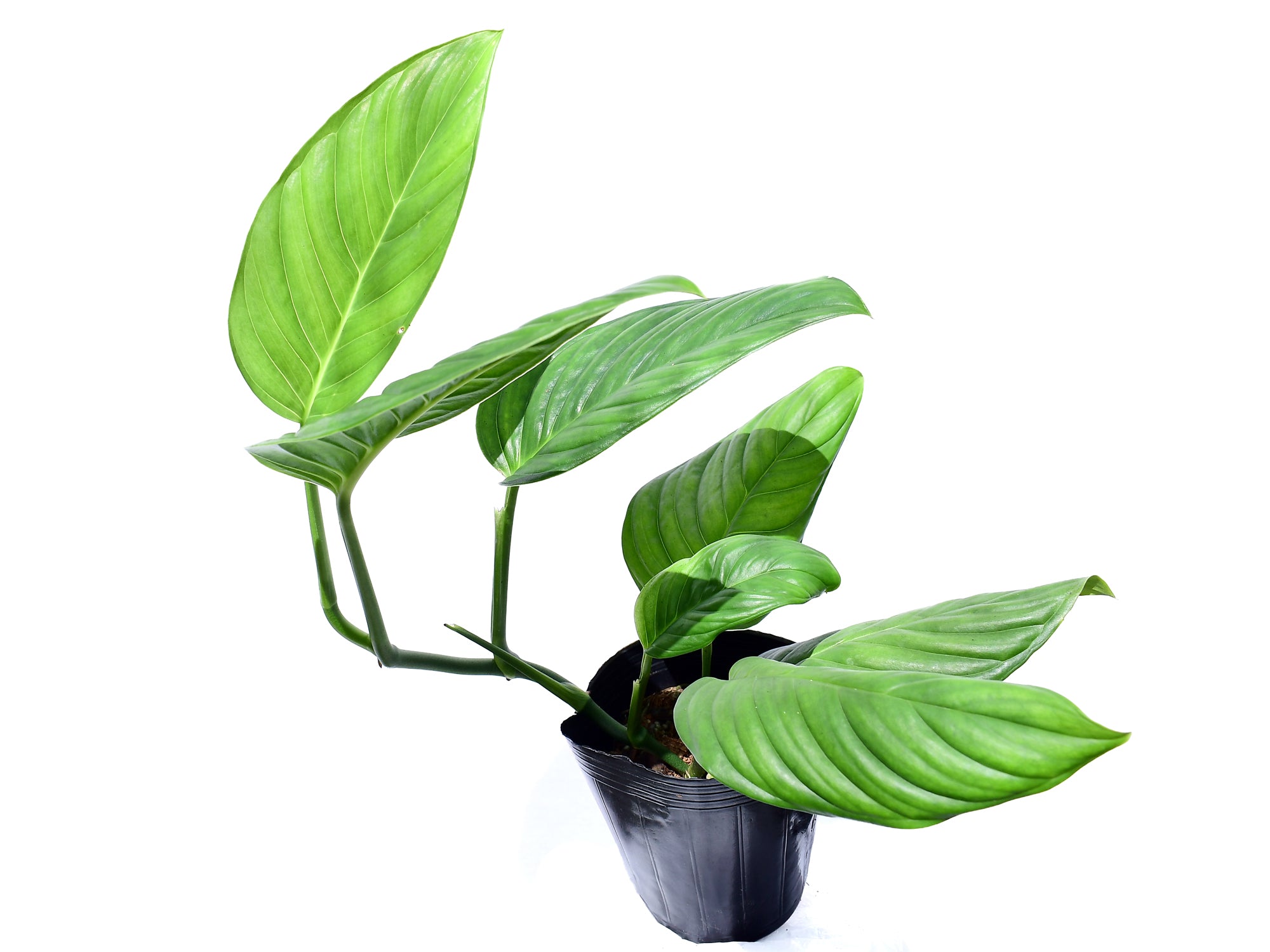 Monstera Limon