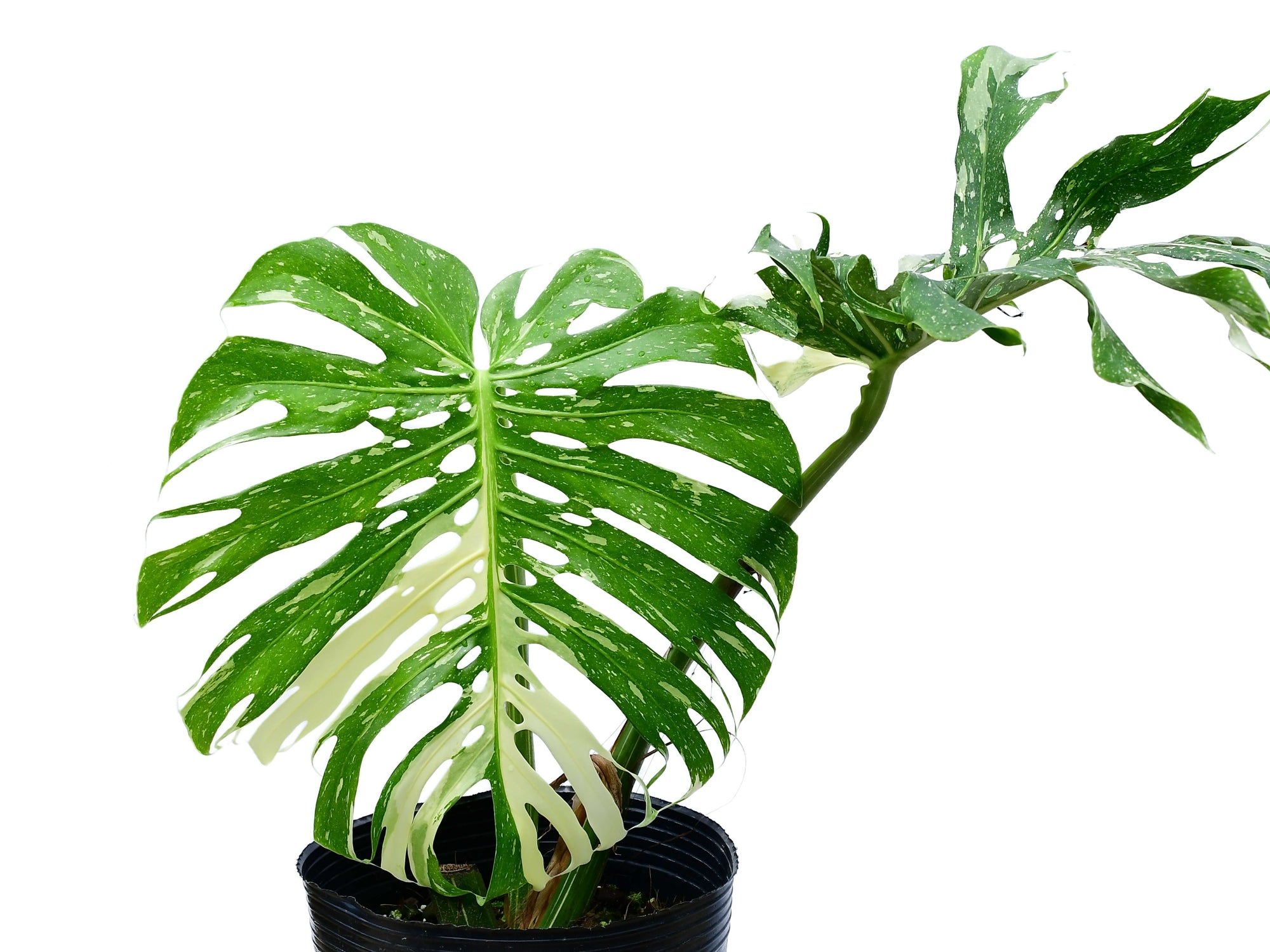 Monstera Thai Constellation