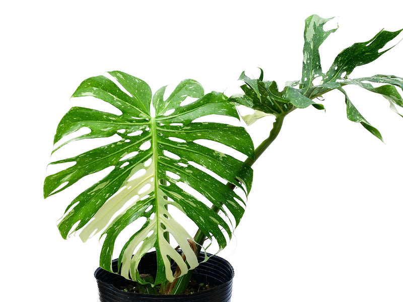 Monstera Thai Constellation