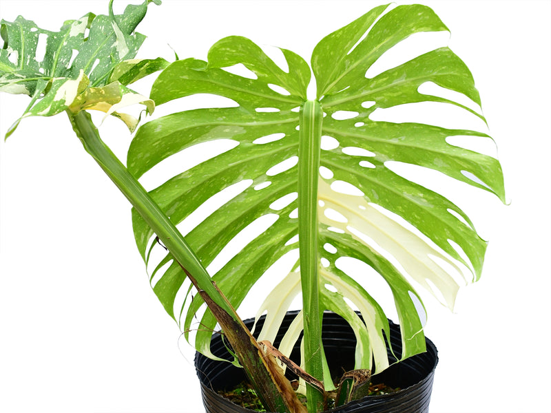 thai monstera deliciosa Monstera Thai Constellation