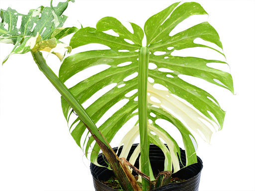 monstera constelación Monstera Thai Constellation — Ecuagenera Orquídeas del Ecuador