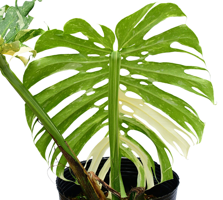 Monstera Thai Constellation