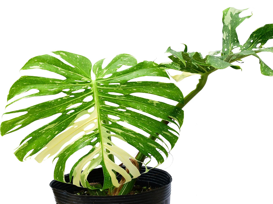 Monstera Thai Constellation