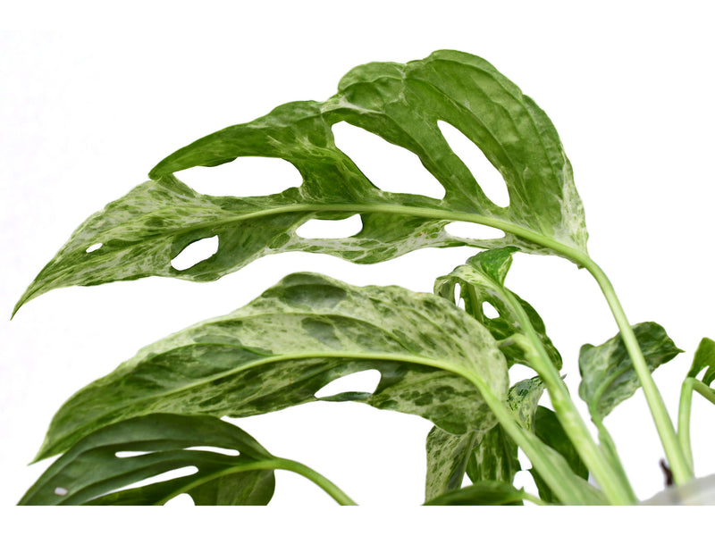 monstera adansonii variegated indonesia Monstera adansonii 'Indonesian Marble'