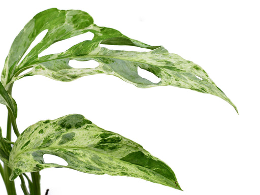 monstera adansonii indonesian marble Monstera adansonii 'Indonesian Marble' — Ecuagenera Orquídeas del Ecuador