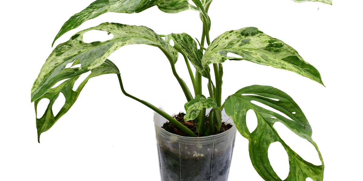 monstera adansonii variegated for sale Monstera adansonii 'Indonesian Marble' — Ecuagenera Orquídeas del Ecuador