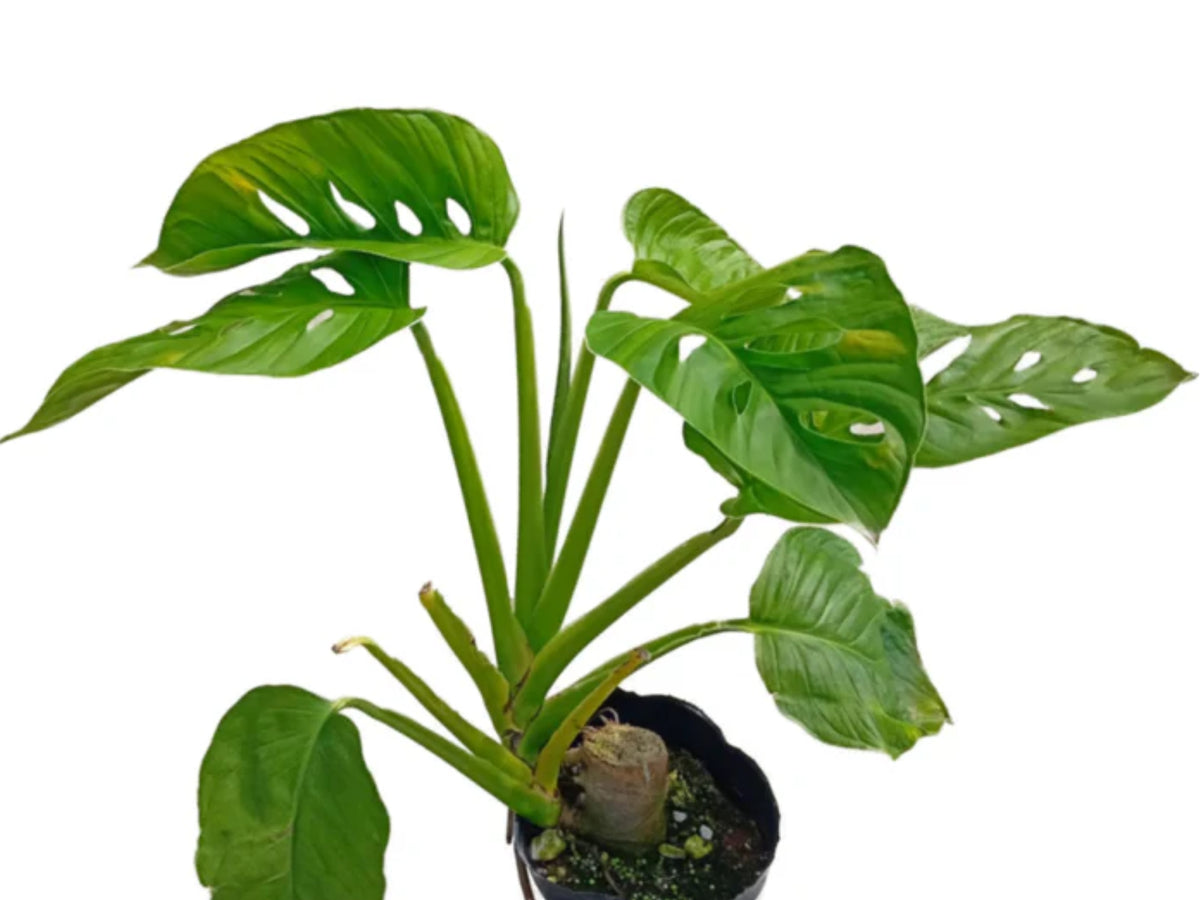 philodendron martianum Philodendron martianum 'Fat Boy' 6