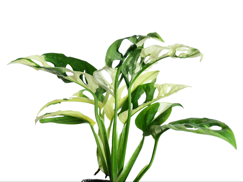 monstera adansonii aquarium Monstera adansonii variegada — Ecuagenera Orquídeas del Ecuador