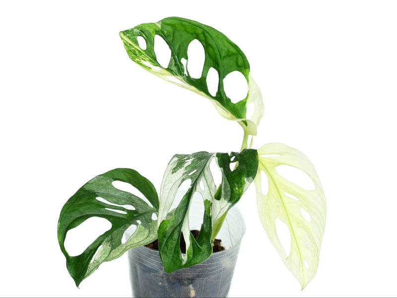 monstera adansonii chile Monstera adansonii variegada