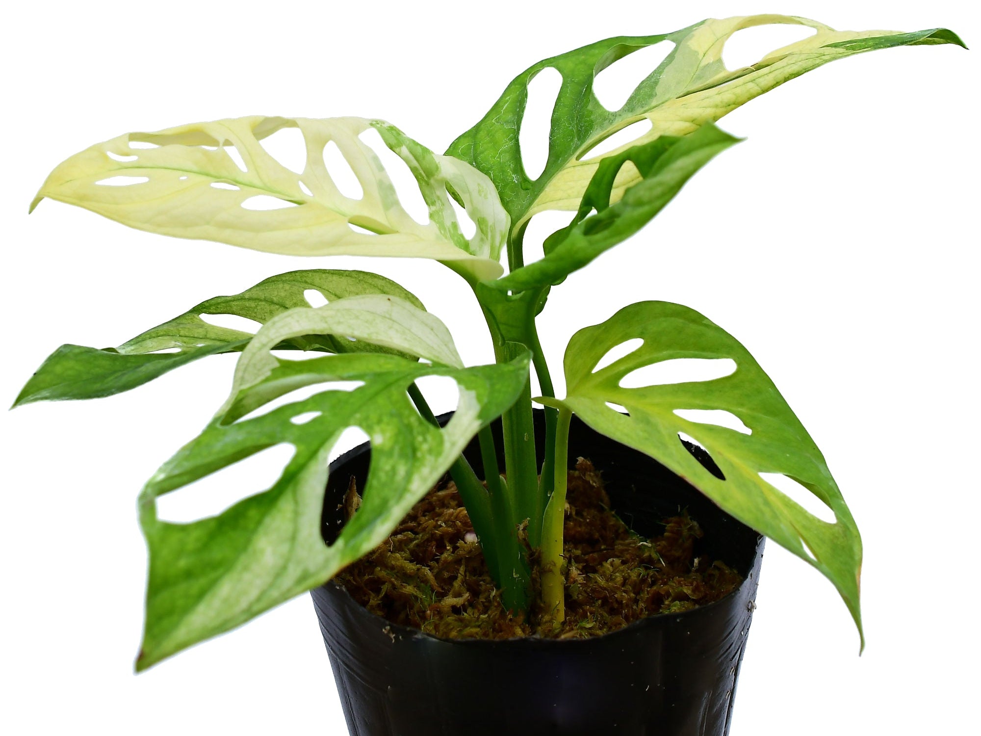 monstera adansonii live plant Monstera adansonii variegada — Ecuagenera Orquídeas del Ecuador