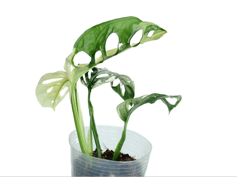 monstera adansonii nz Monstera adansonii variegada — Ecuagenera Orquídeas del Ecuador