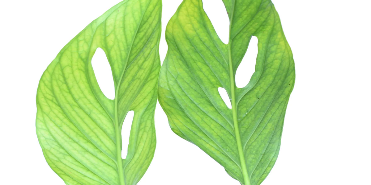 Monstera aureopinnata — Ecuagenera Orquídeas del Ecuador