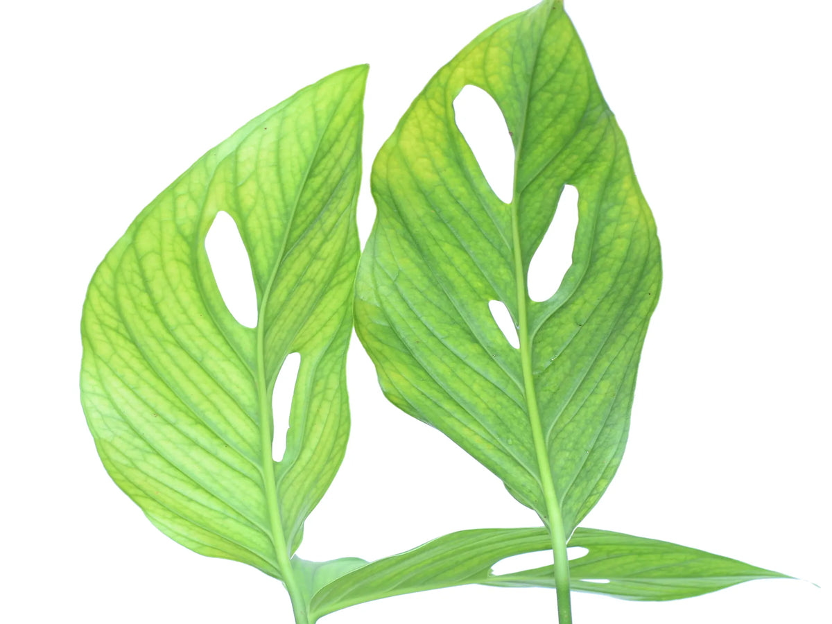 monstera aureopinnata Monstera aureopinnata