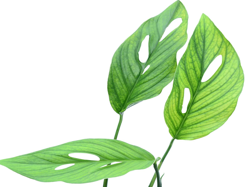 Monstera aureopinnata