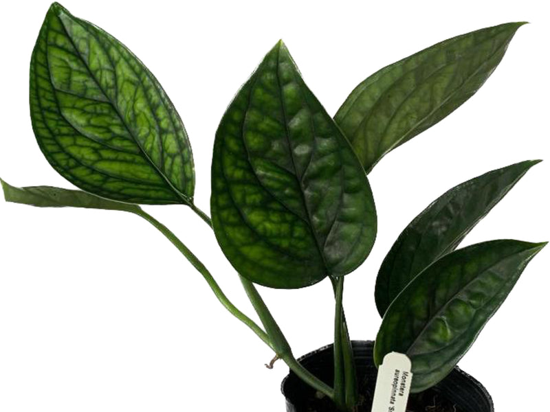 monstera snake plant Monstera aureopinnata 'Snake' — Ecuagenera Orquídeas del Ecuador