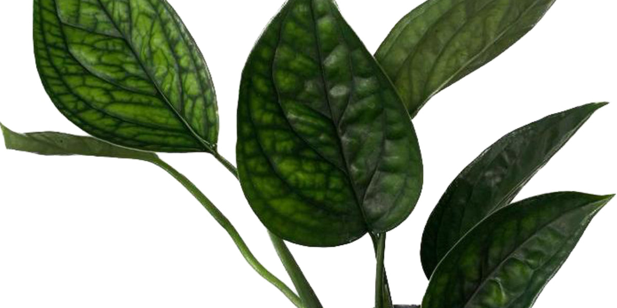 monstera aureopinnata Monstera aureopinnata 'Snake'