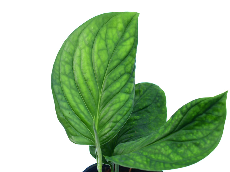 Monstera aureopinnata cf