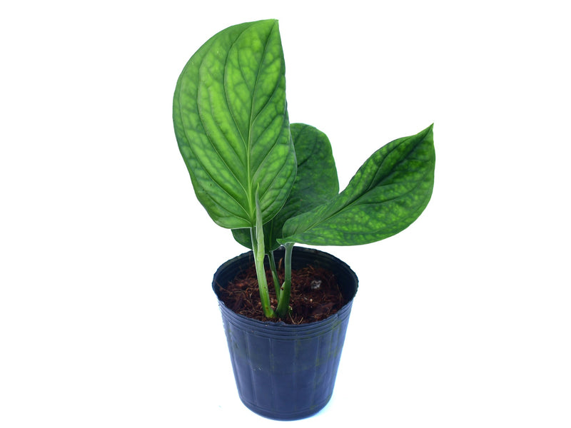 Monstera aureopinnata cf