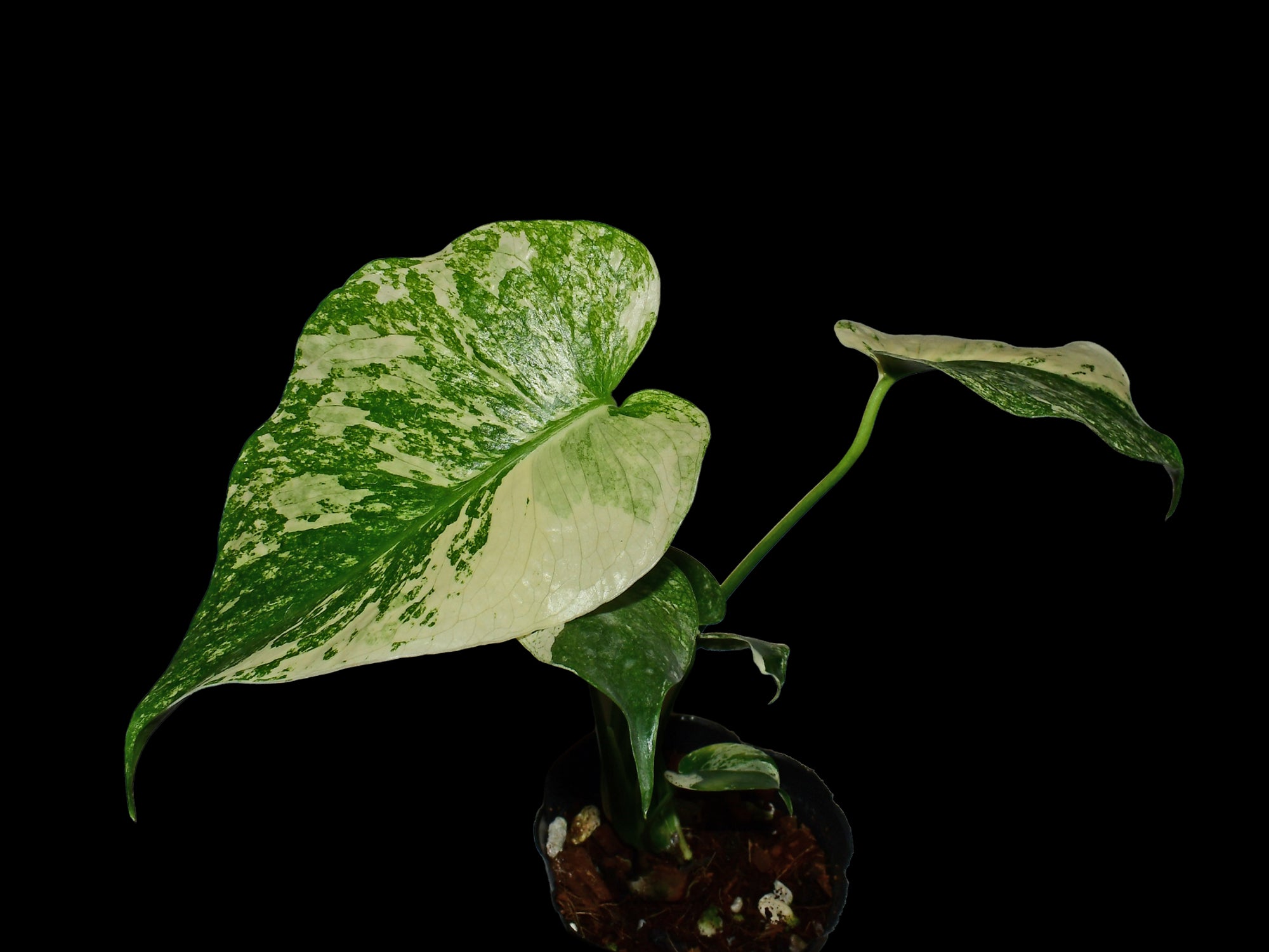 Monstera deliciosa 'White Monster' — Ecuagenera Orquídeas del Ecuador