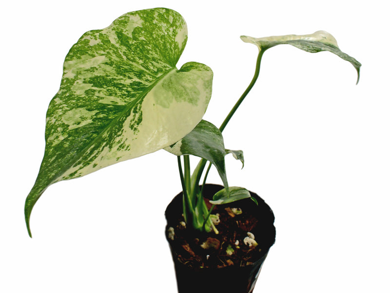 monster monstera plant Monstera deliciosa 'White Monster' — Ecuagenera Orquídeas del Ecuador