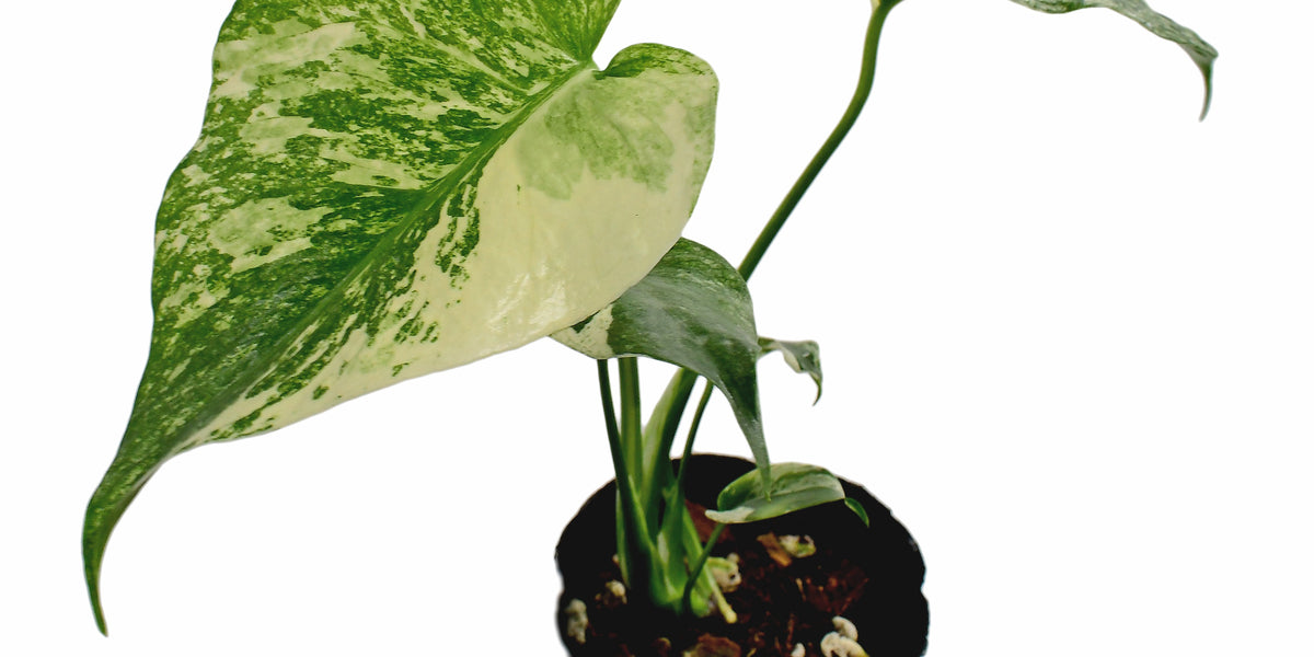 Monstera_deliciosa_White_Monst