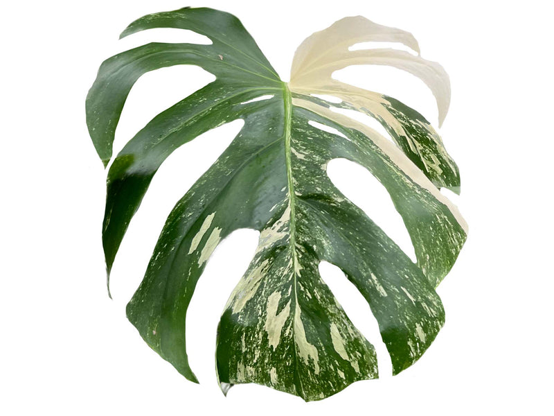 monstera del Monstera deliciosa variegada