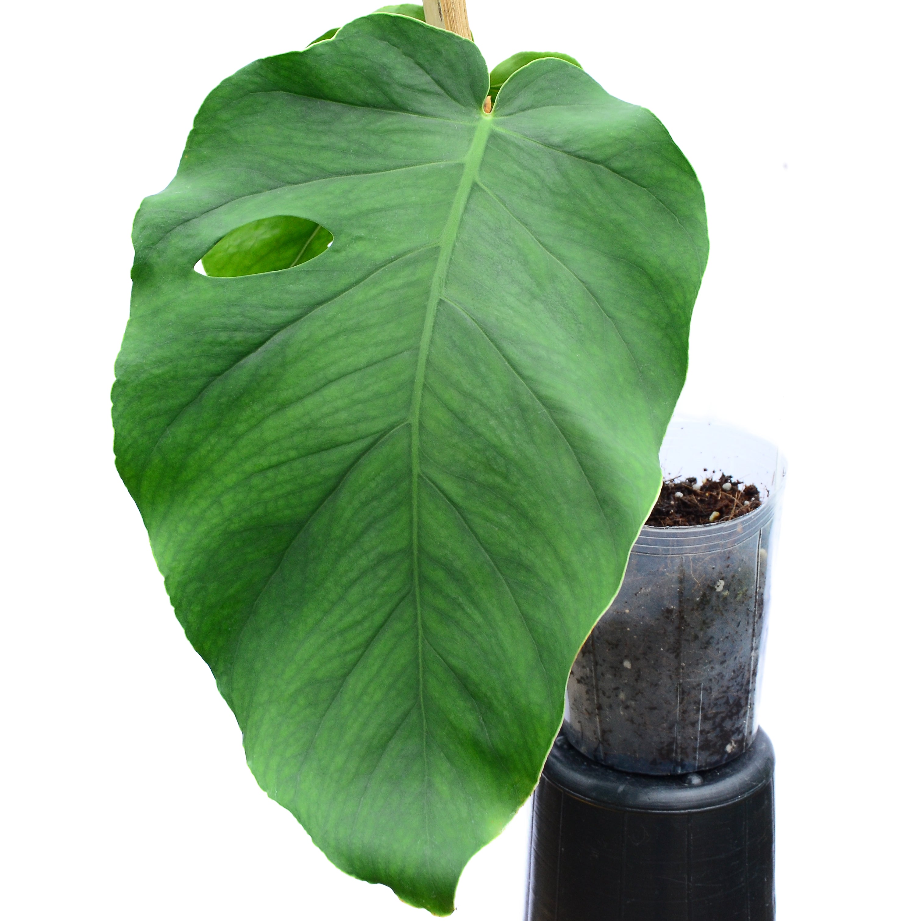Monstera dubia