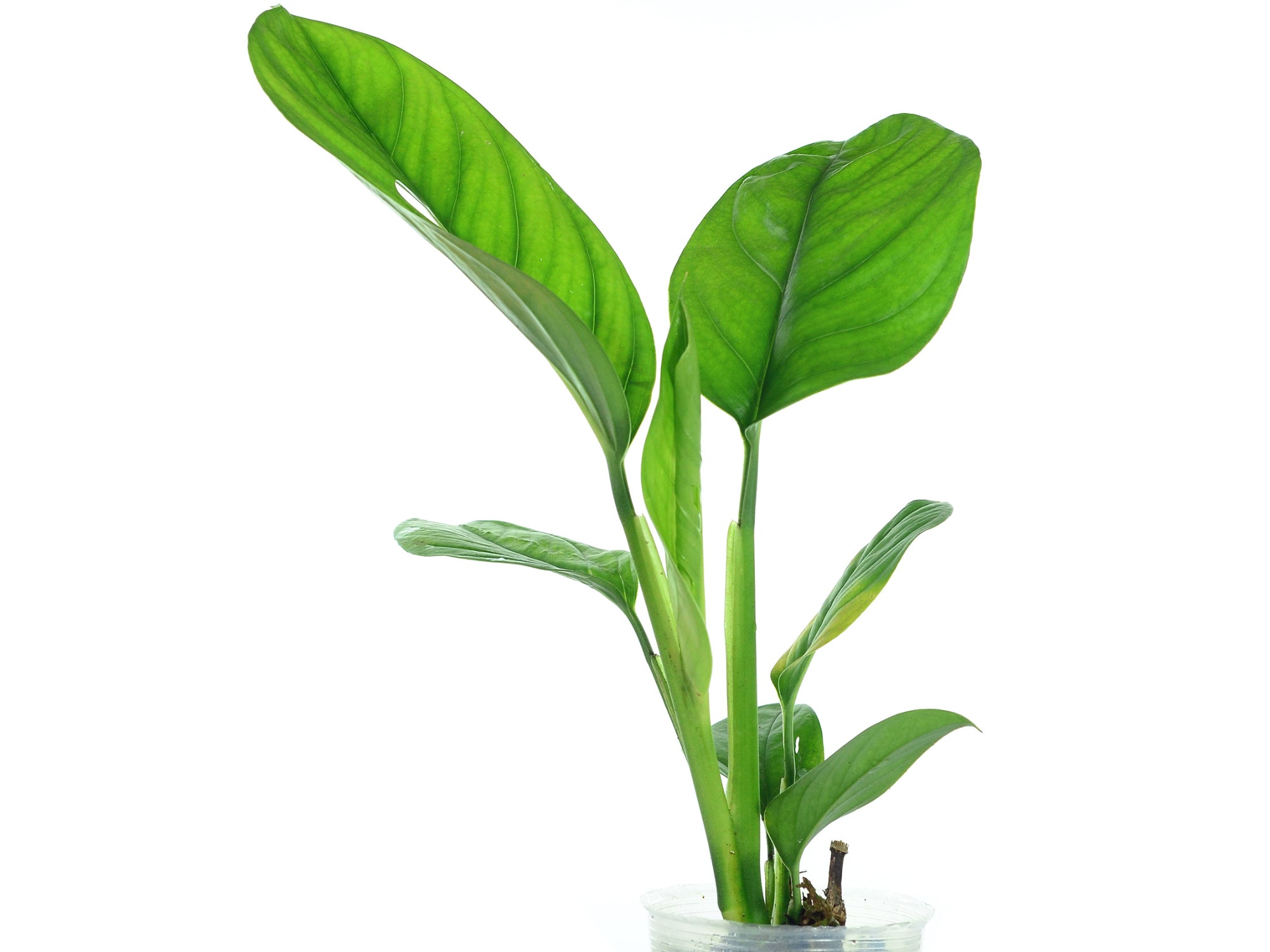 Monstera lechleriana — Ecuagenera Orquídeas del Ecuador