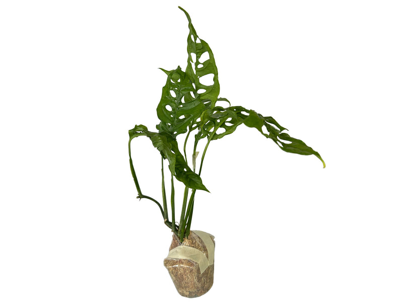 monstera obliqua peru big Monstera obliqua Peru — Ecuagenera Orquídeas del Ecuador