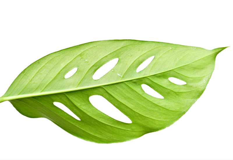 Monstera obliqua 'Yasuni'